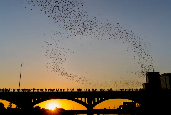 Exploring the Wonders of the Statesman Bat Observation Center