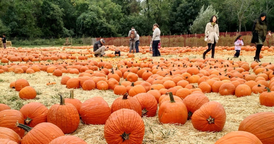 The Best Fall Activities in NYC To Do with The Arrival of Autumn