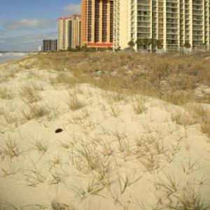 Kingston Plantation Condos by Embassy Suites myrtle Beach