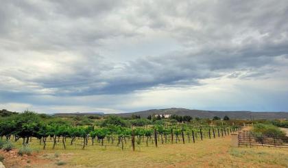 Sorelle Vineyard 5BR by Casago - image 9