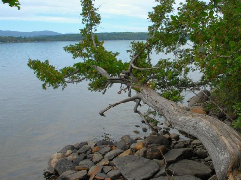 Tentrr State Parks - Rangeley Lake State Park: Lakeview - image 7