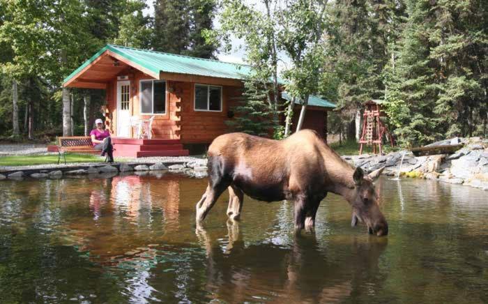 A Cabin by the Pond - main image