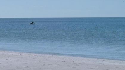 The Cottages at Madeira Beach/Sea Turtle - image 14