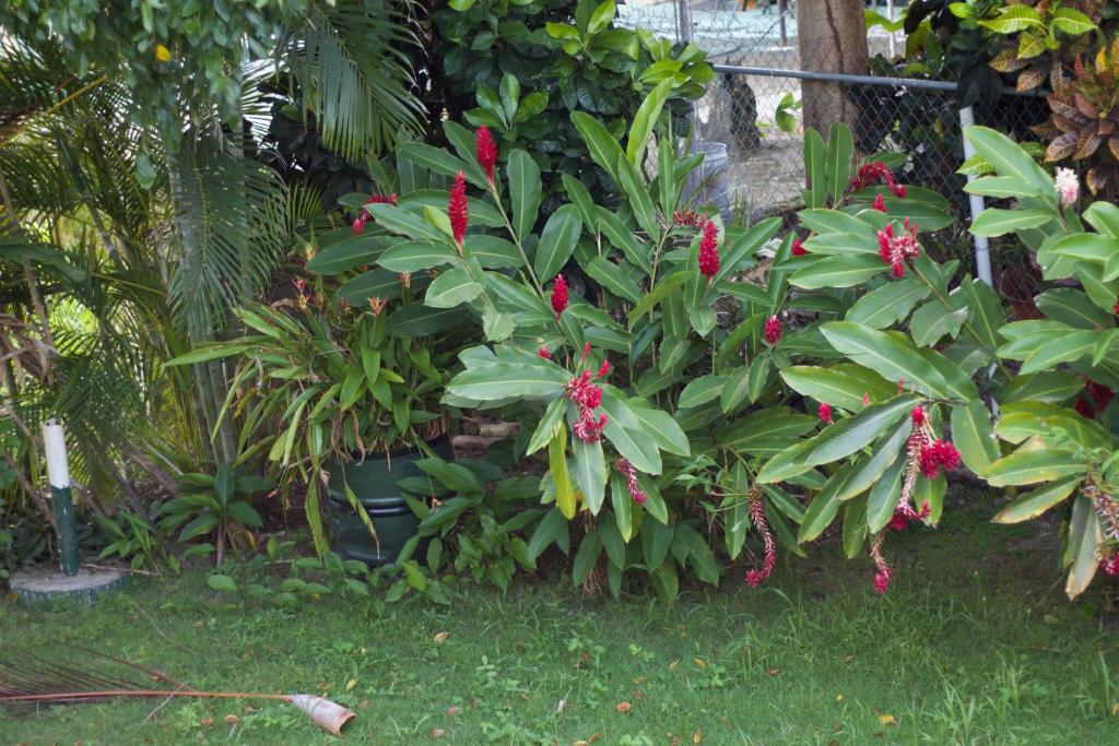 Casa Peace Haven Beach House - image 7