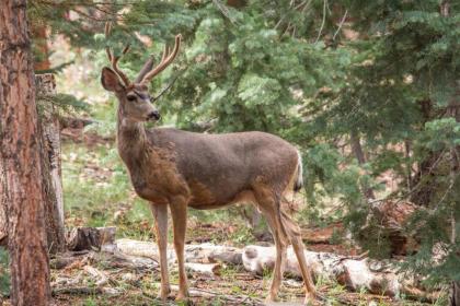 Duck Creek Cozy Cabin - image 10