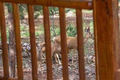 Duck Creek Cozy Cabin - image 2