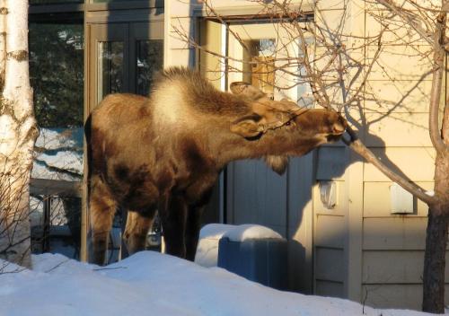 Susitna Place B&B - image 4