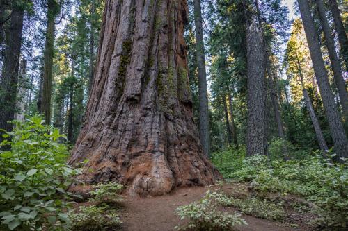 Forest Bears Hideout - image 2