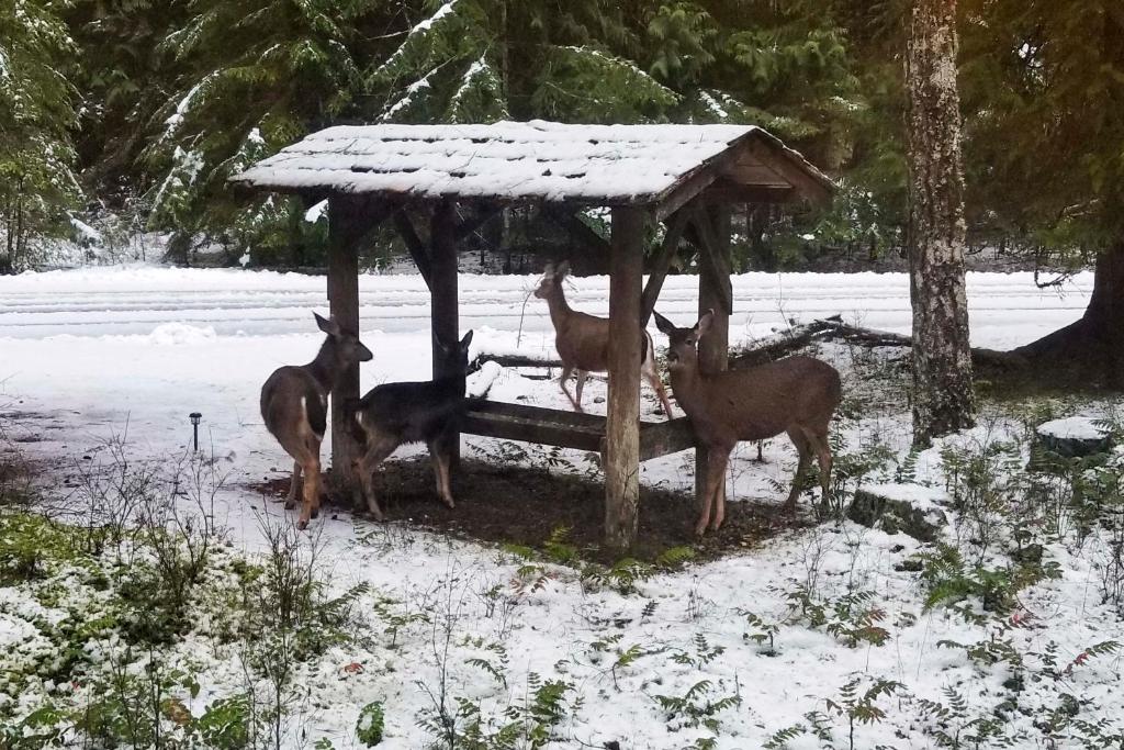 Cozy Outdoor Hub with Fire Pit 1mi to Mt Rainier NP - image 3