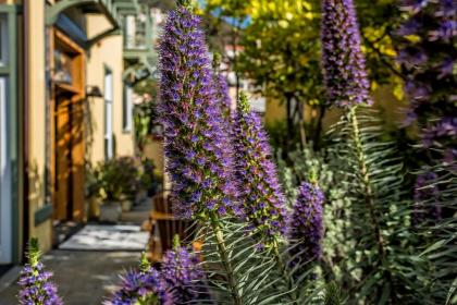 The Avalon Hotel in Catalina Island - image 9