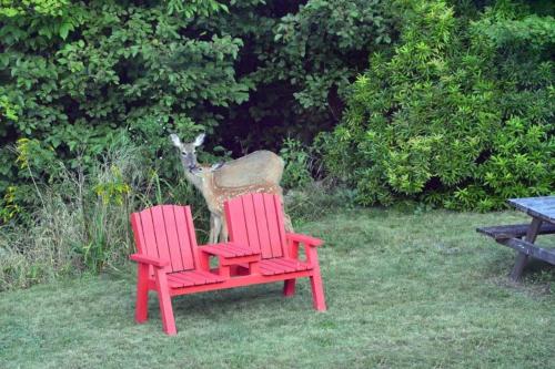 Summertime -- Your Home in Bar Harbor - image 3