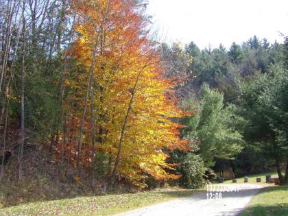 Pine Crest Motel & Cabins - image 8