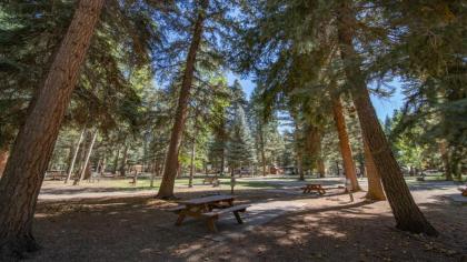 The Colorado Spruce Cabin #15 - image 6