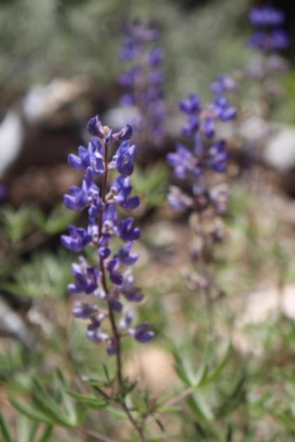 Bristlecone Motel - image 13