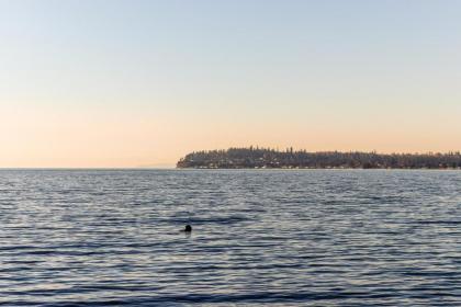 Birch Bay Sunset View - image 11