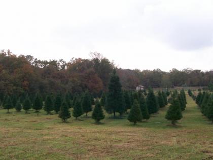 Kelumac Christmas Tree Farm B&B - image 12