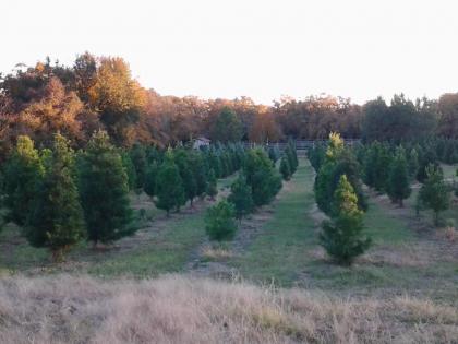 Kelumac Christmas Tree Farm B&B - image 14