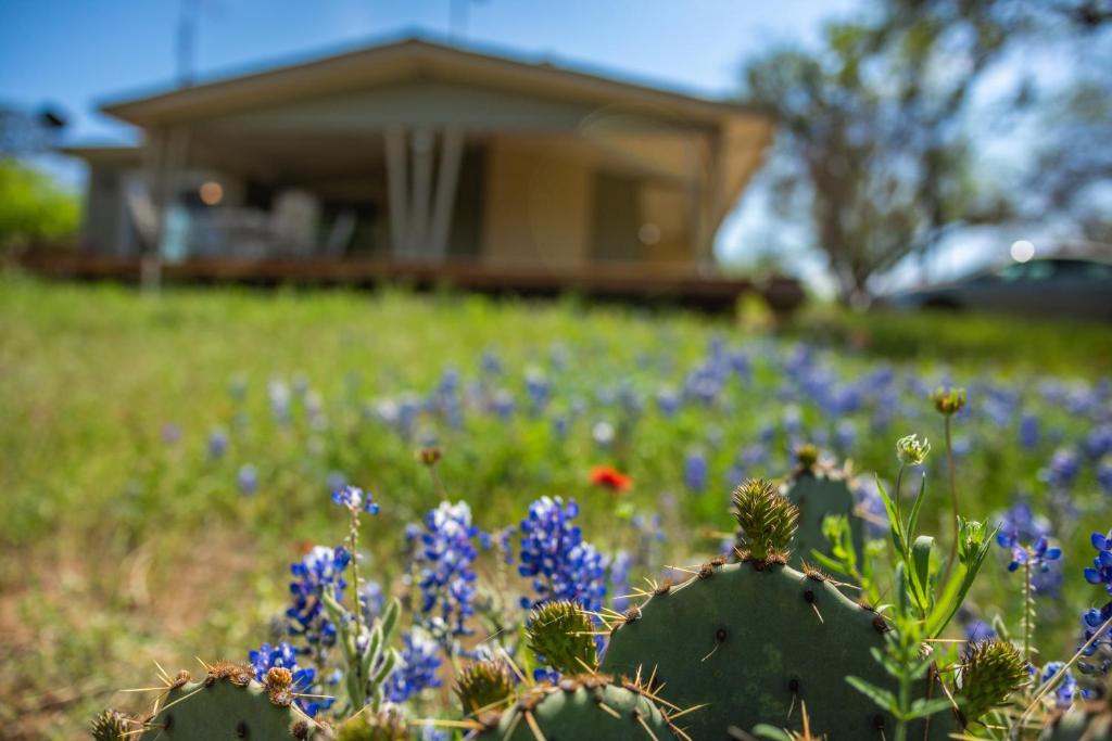 Burnet Beauty - main image