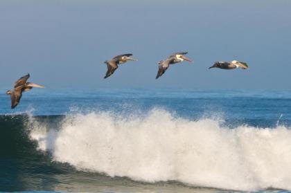 Hilton Garden Inn Carlsbad Beach - image 2