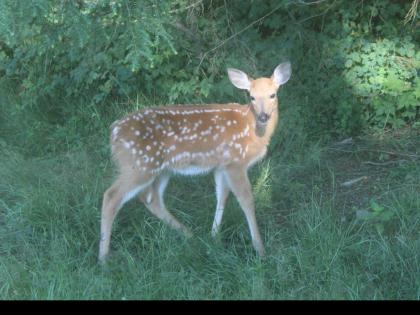 Tentrr - Fields of Dreams at Callicoon - image 8