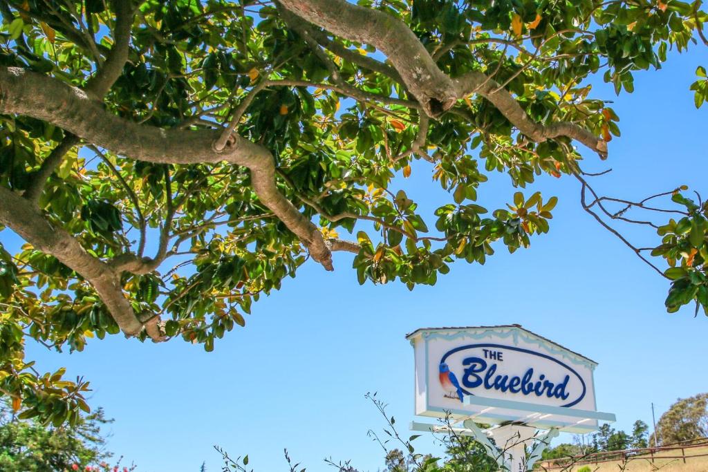 Bluebird Inn - main image