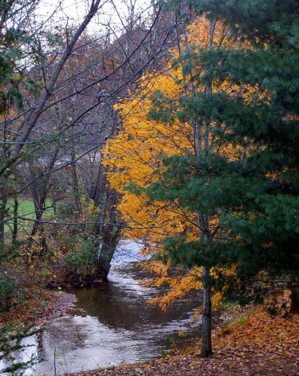 Mountain Springs Cabins - image 6