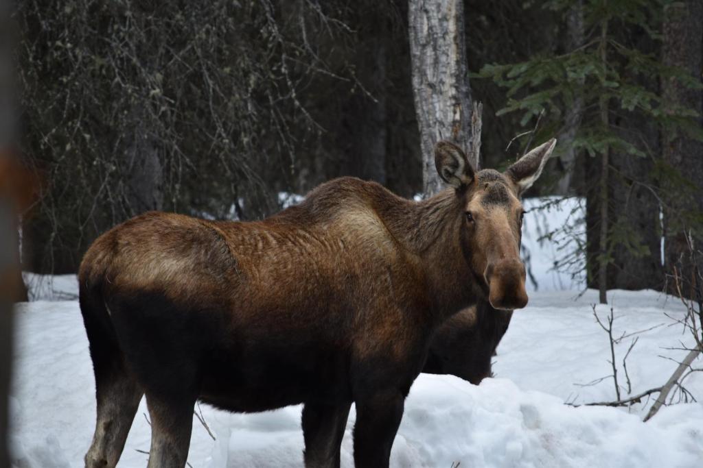 Backwoods Lodge - image 4