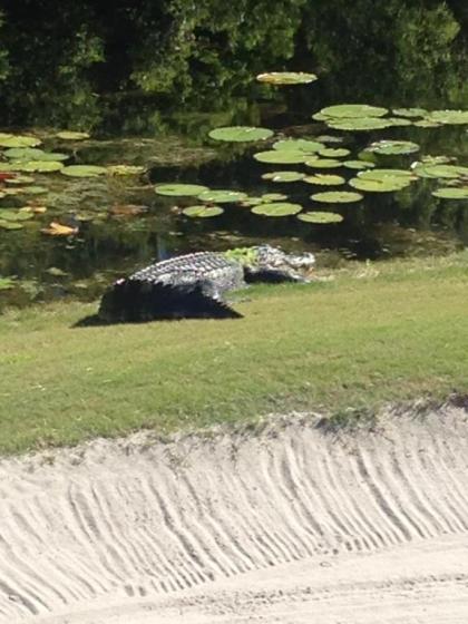 St. James Bay Golf Club - image 9