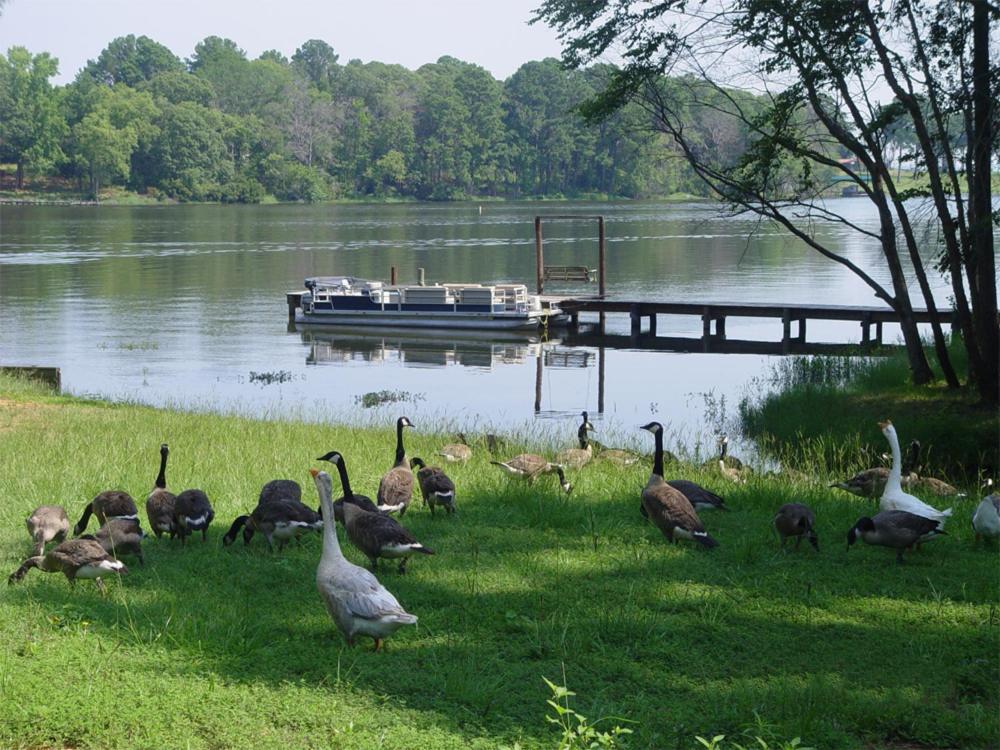 Frankston Home with Deck and Fishing on Lake Palestine! - image 4