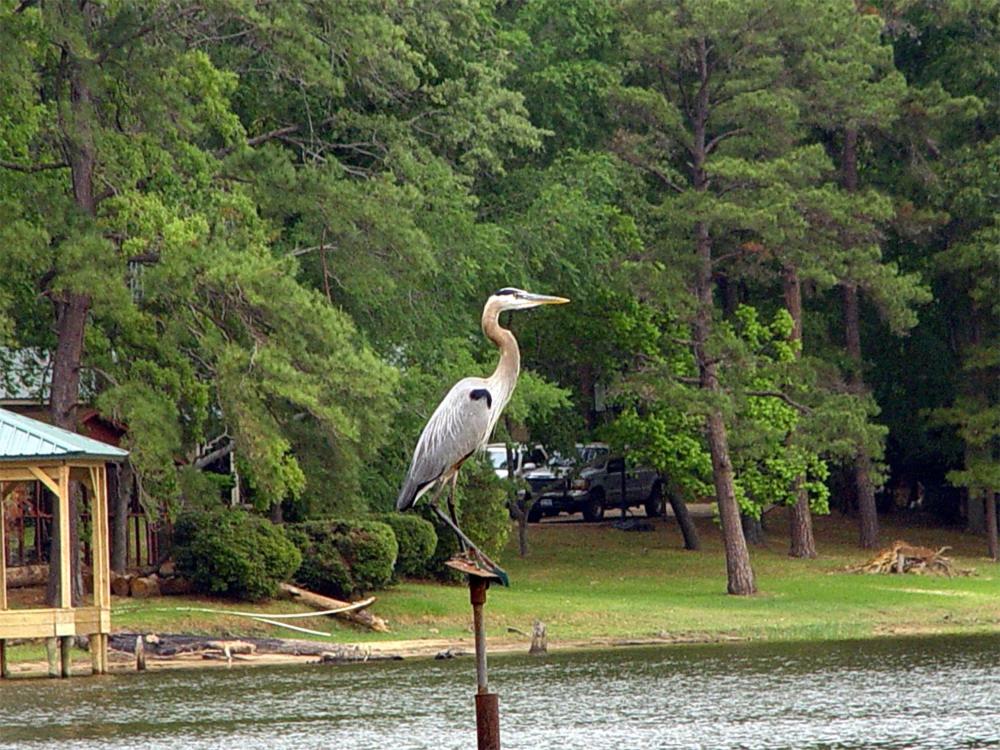 Frankston Home with Deck and Fishing on Lake Palestine! - image 7