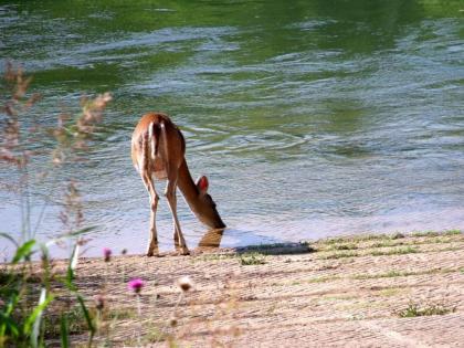 Colorado River RV Campground - image 13