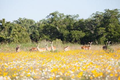 Colorado River RV Campground - image 14