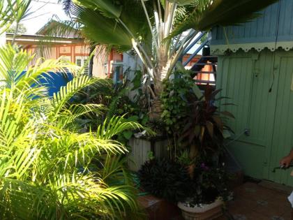 Palmetto Guesthouse - image 12