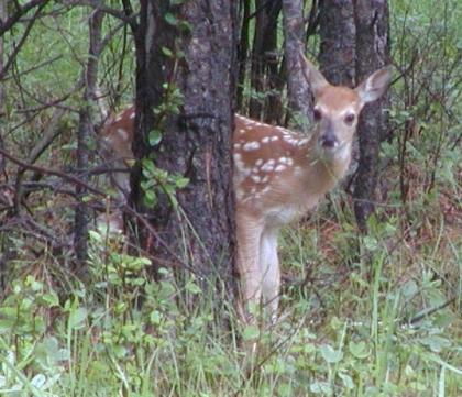 Comanche Lodge - image 13