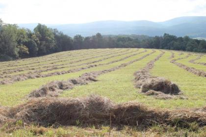 Baneberry Meadows B&B - image 7