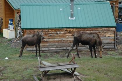 Lava Mountain Lodge - image 7