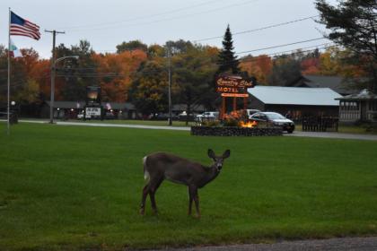 Country Club Motel - image 4