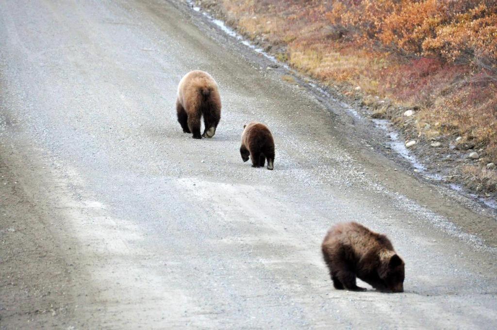 Alaska Mountain Lodge & Wedding Venue! Day Trips Offered & Near Anchorage - image 4