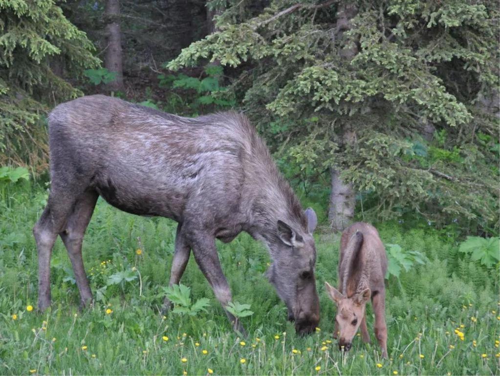 Alaska Mountain Lodge & Wedding Venue! Day Trips Offered & Near Anchorage - image 7