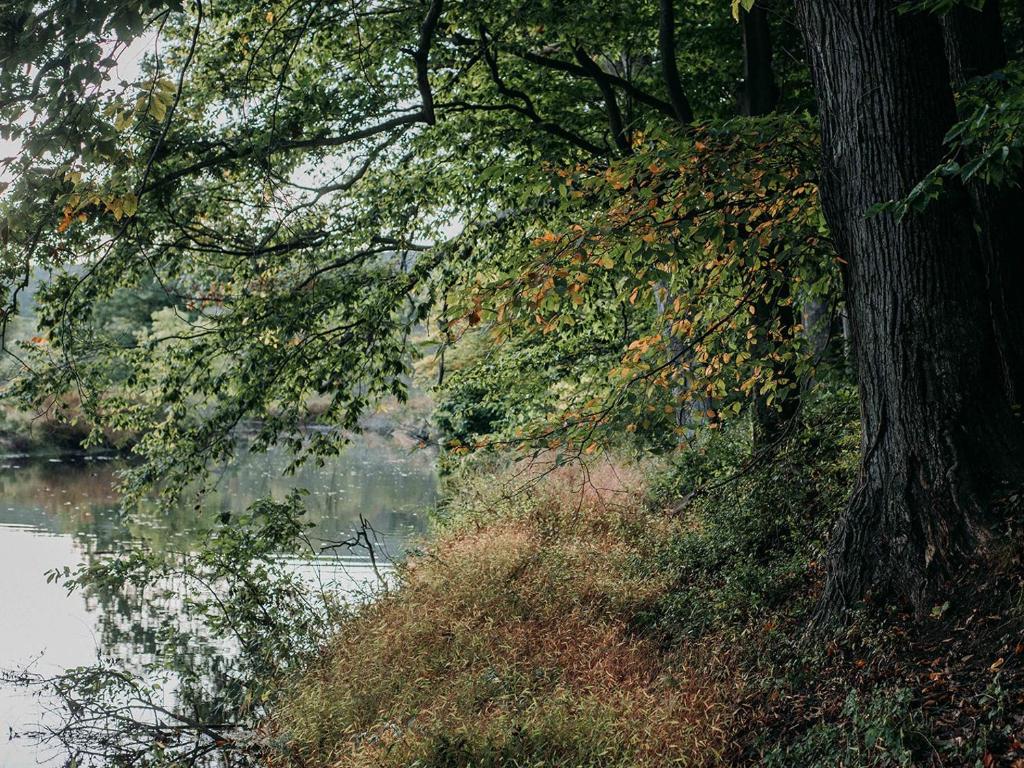 Tentrr - Forest with a Trout Creek - image 3