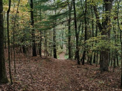 Tentrr - Forest with a Trout Creek - image 9