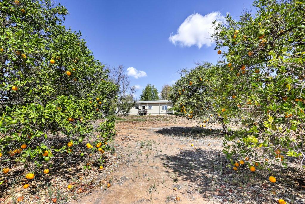 Escondido Home on 6-Acre Vineyard Estate with Views! - image 5