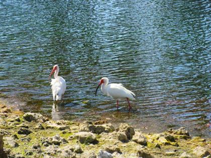 Estero Beach & Tennis 1006C by Kathy Nesbit Vacations - image 7