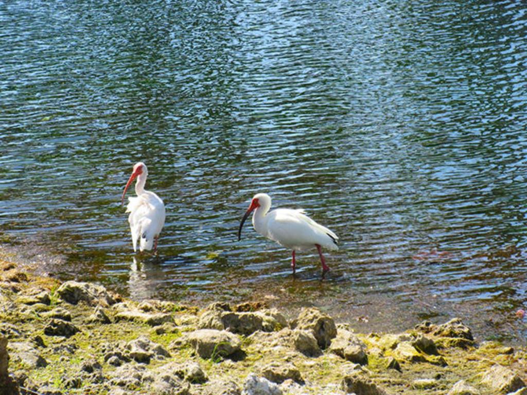 Estero Beach & Tennis 204B by Kathy Nesbit Vacations - image 6