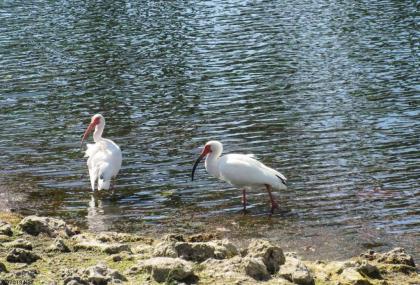 Estero Beach & Tennis 606A by Kathy Nesbit Vacations - image 16