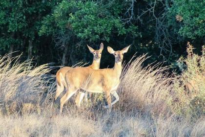 Hidden Rock Ranch - image 15