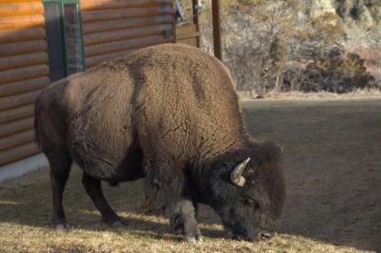 Yellowstone Park Riverfront Cabins - image 11