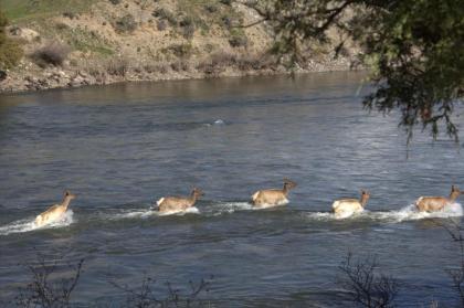 Yellowstone Park Riverfront Cabins - image 12