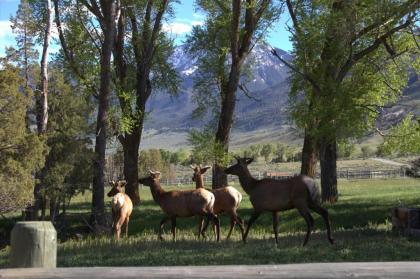 Yellowstone Park Riverfront Cabins - image 13