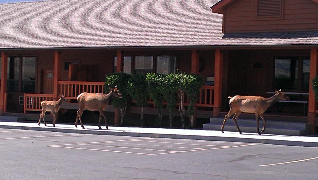 Yellowstone Village Inn and Suites - image 4